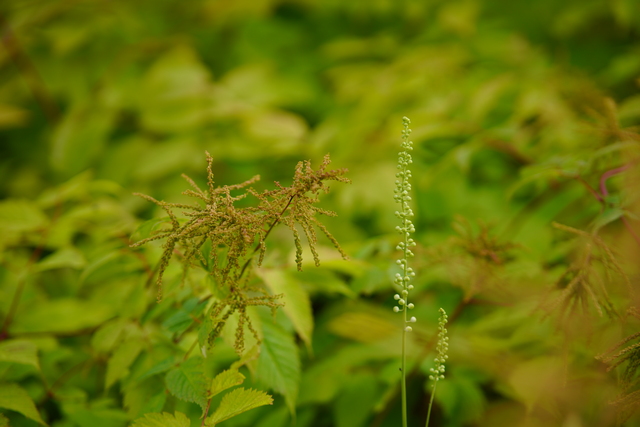 viltrox_85_stm_4w.jpg