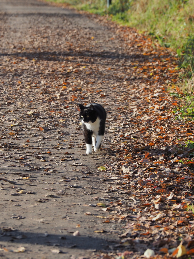Olympus_E M5 III_5w.jpg