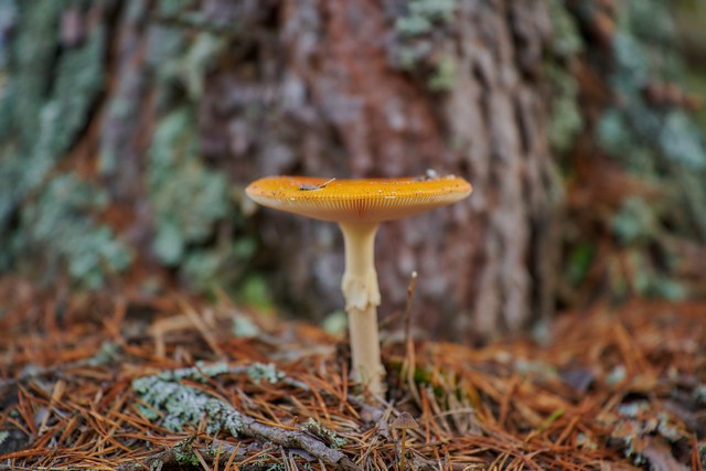 Nikon Z 24-70mm f2.8 II_4w.jpg