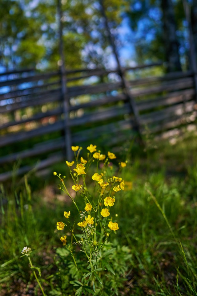 Samyang V-AF 20mm F1.9_26w.jpg