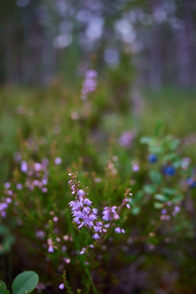 RF 28mm f2.8_8w.jpg