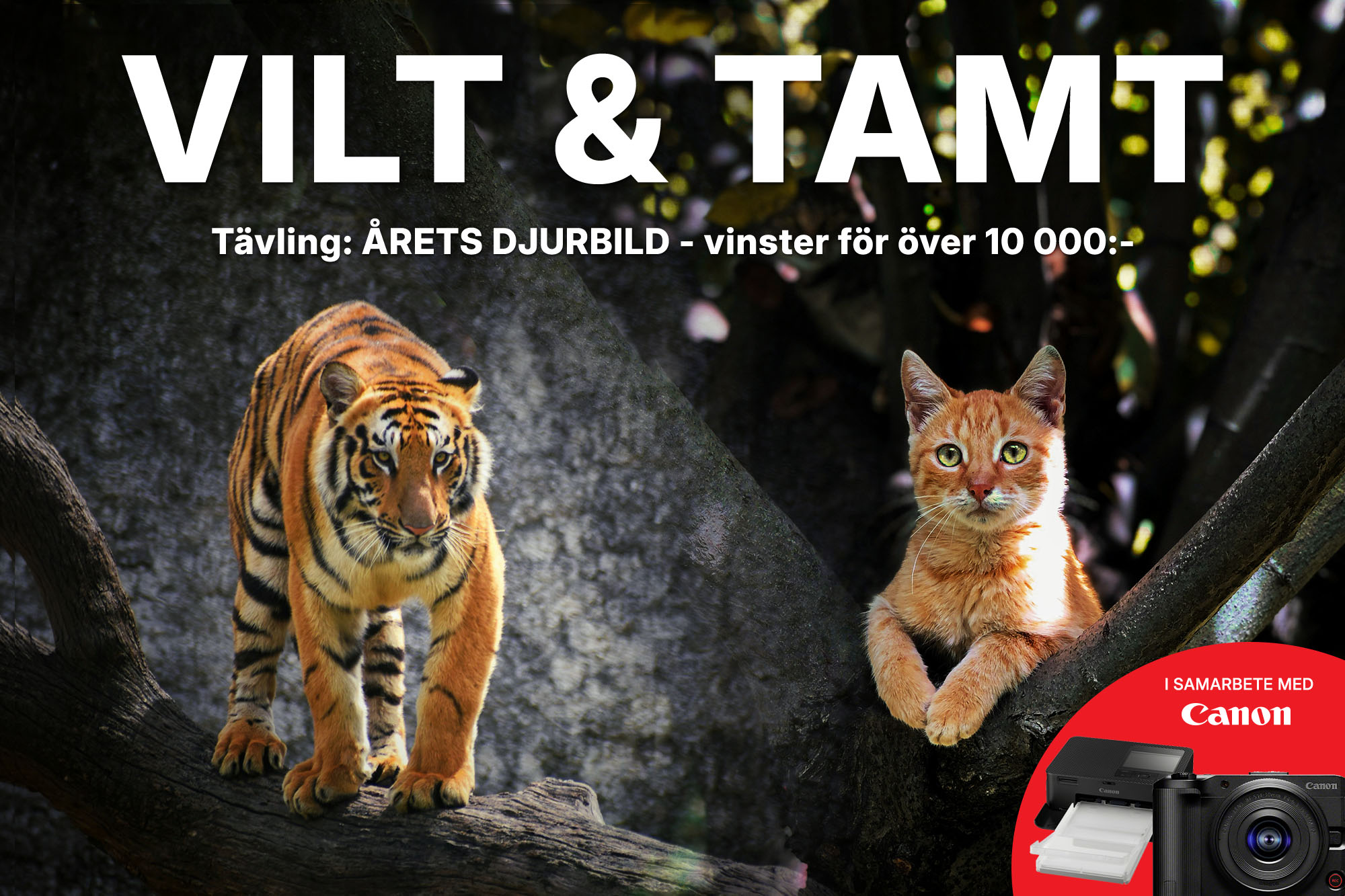 viltochtamt_katt_blogg.jpg