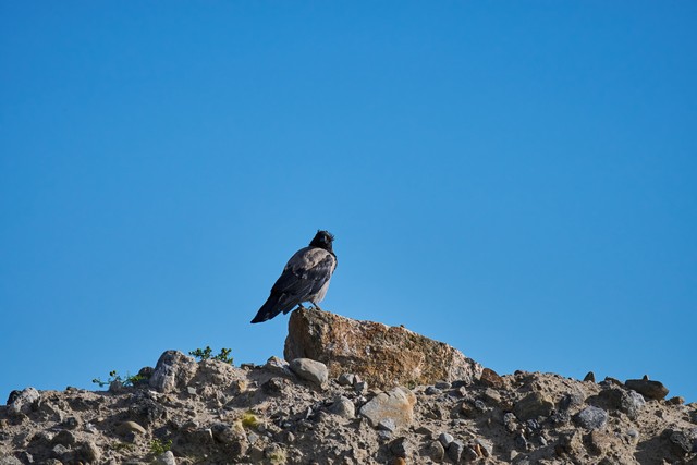 Sony FE 100-400mm f4.5_46w.jpg