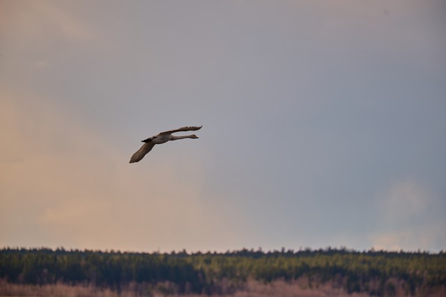 Panasonic S 100-400mm_8w.jpg