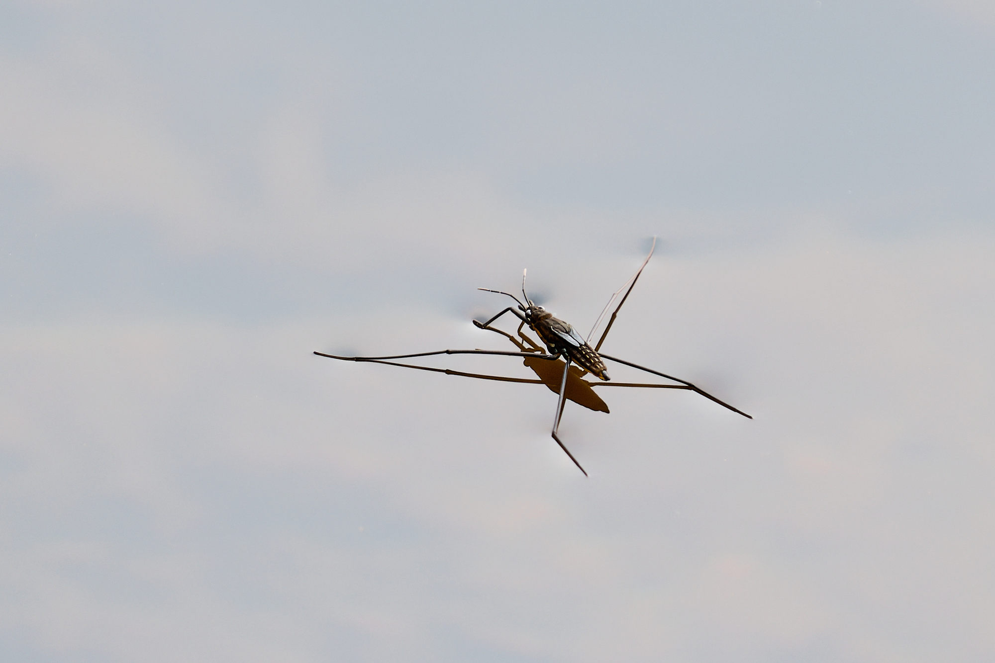 Sony RX 10 V_forblogg1.jpg