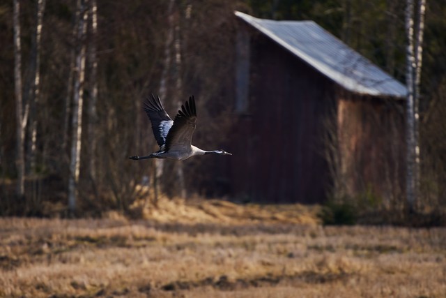 Sigma 300-600mm f4_12w.jpg