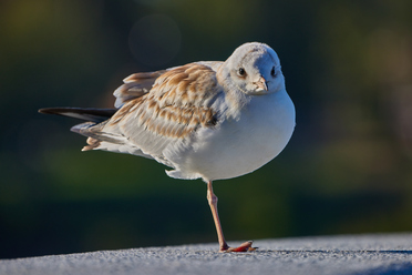 Canon RF 600f11_3.jpg