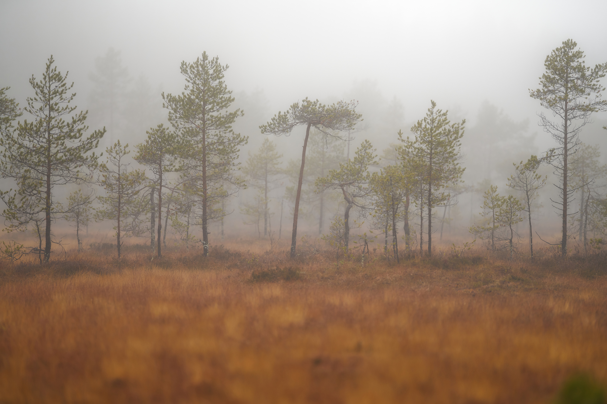 Sigma 135mm f1.4_blogg1.jpg