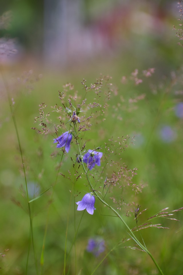 Canon RF 45mm f1.2 STM_15w.jpg