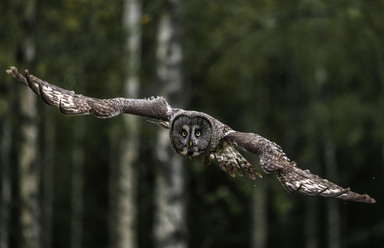 Johnny Hägglund.jpg