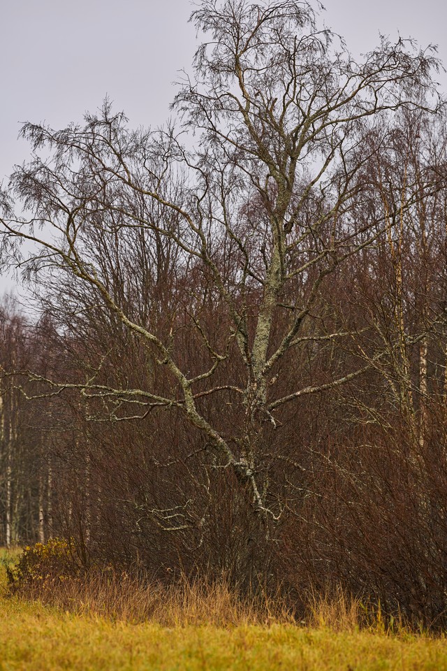 Sigma 135mm f1.4_21ww.jpg