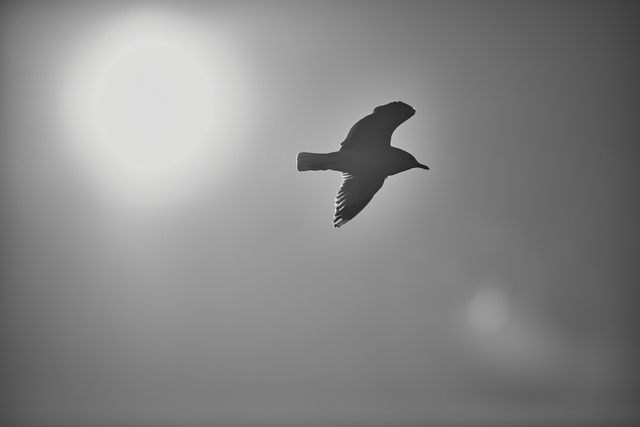 Nikon 120-300 f2,8_13w.jpg