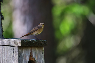 FujifilmXF150-600_blogg1.jpg