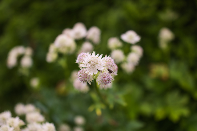 Sony RX1R III_13w.jpg