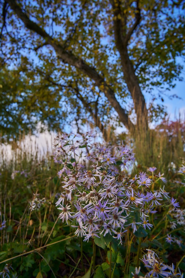 Sigma 20-200mm DG C_29w.jpg