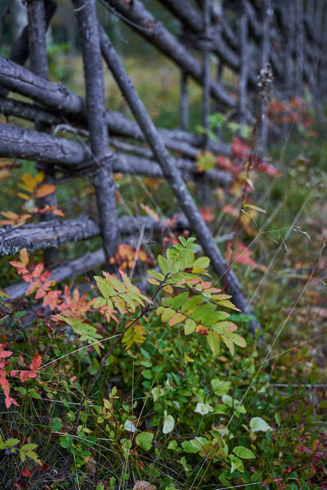 Sigma 20-60mm f2.8_4_35w.jpg