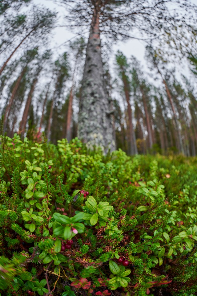 Sony FE 8-14mm f3.5 fisheye_17w.jpg