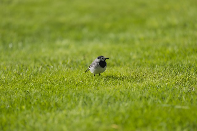 Sony A7R VI_26w.jpg