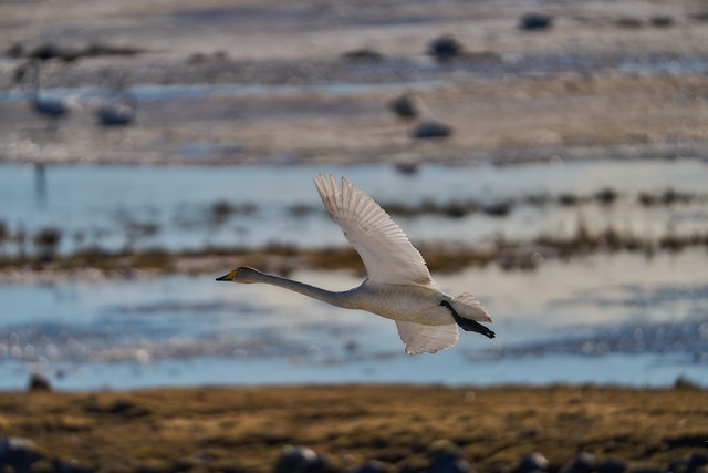 Sony FE 600mm f4_18w.jpg