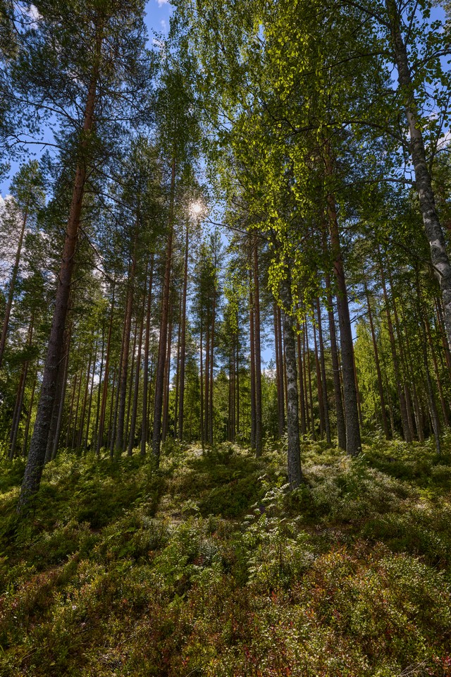 Canon RF 20mm f1.4 VCM_3w.jpg