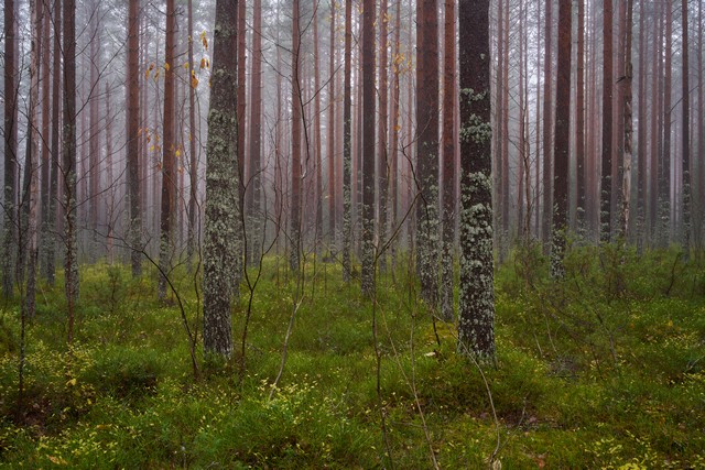 Sigma 35mm f1.2 II_11w.jpg