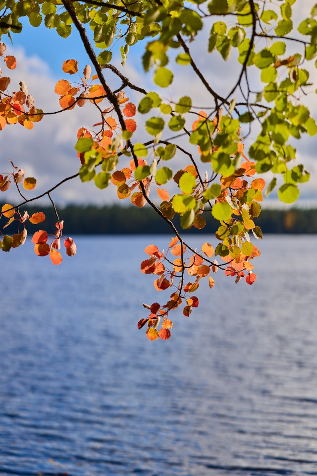 Canon RF 85mm f1.4 VCM_29w.jpg