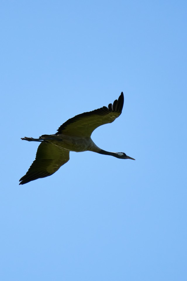 Sony FE 100-400 f5.6_f8 OSS_6w.jpg