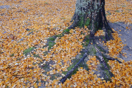 DSCF0284w.jpg