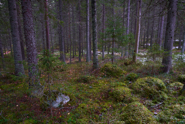 tokina_opera_16 28_17w.jpg