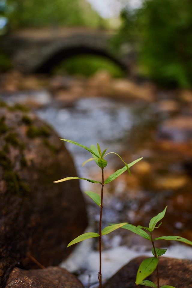RF 28mm f2.8_6w.jpg