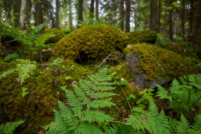 Sigma 12mm f1.4 C_9w.jpg