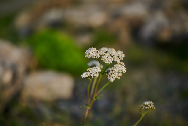 Nikon Z 24-70mm f2.8 II_28w.jpg