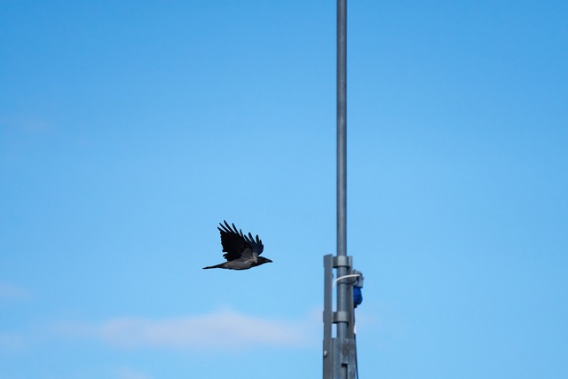 Sony FE 100-400mm f4.5_40w.jpg