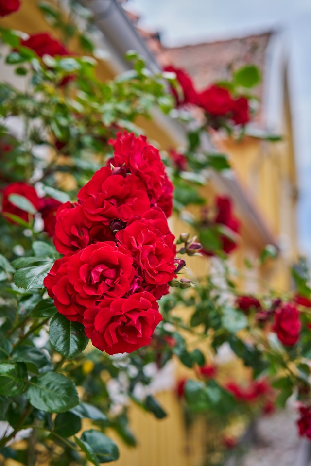 Sony FE 55mm f1.8_14w.jpg