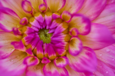 Canon RF 100 macro_blogg.jpg