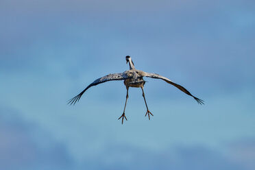 Sigma 300-600mm f4_blogg1.jpg