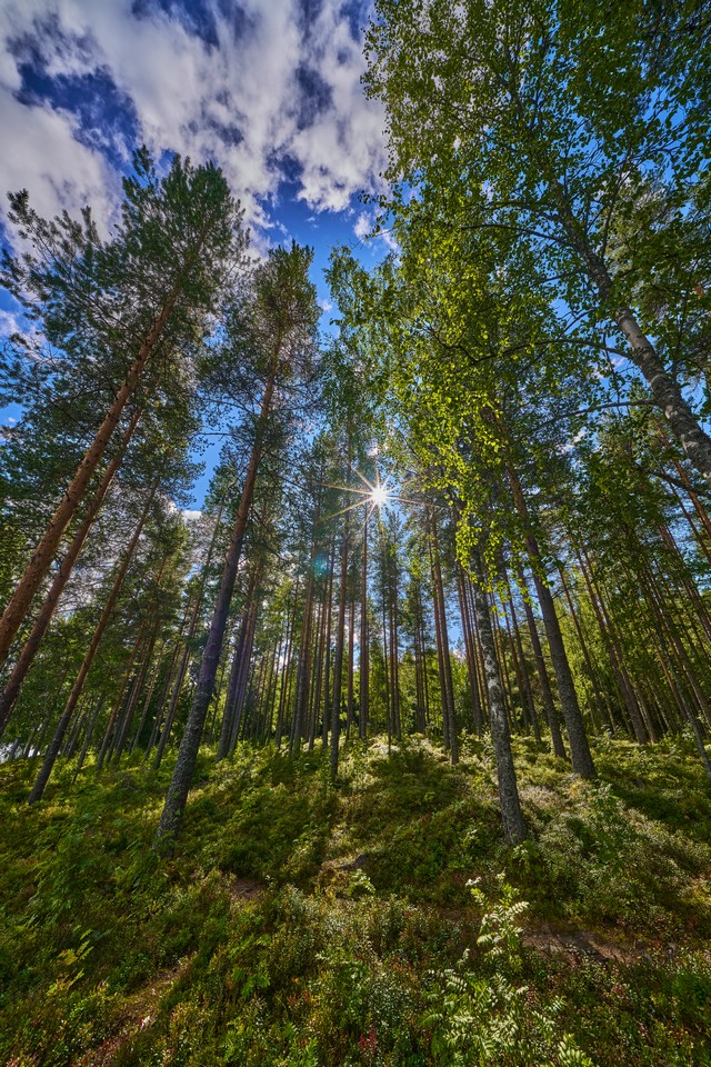 Laowa 12mm f2.8 Lite Zero-D FF_6w.jpg