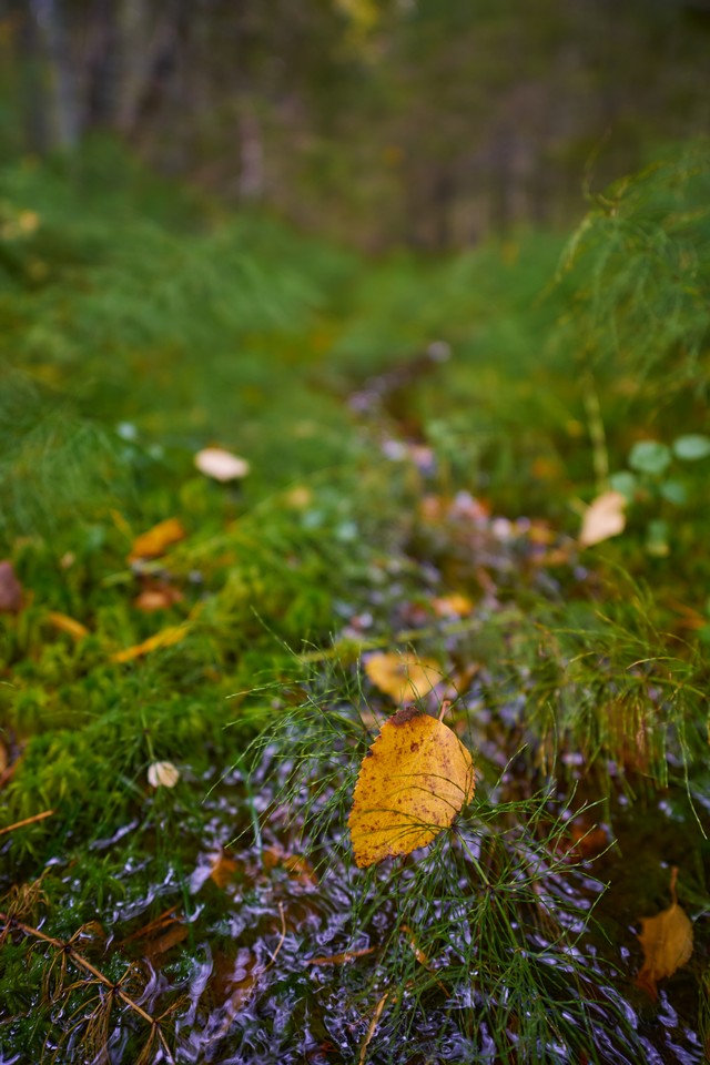 Viltrox 15mm f1.7_16w.jpg