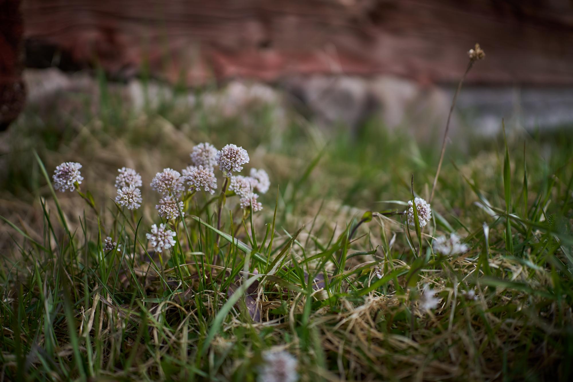 Viltrox 25mm f1.7_blogg1.jpg