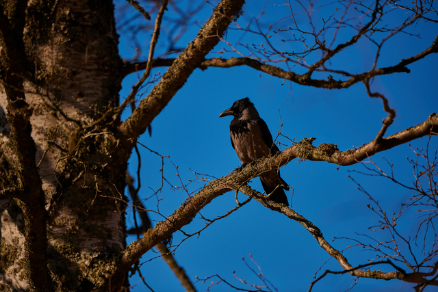 Nikon 120-300 f2,8_25w.jpg