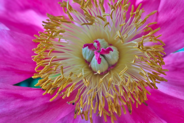 Laowa 58mm Macro 2x_2w.jpg