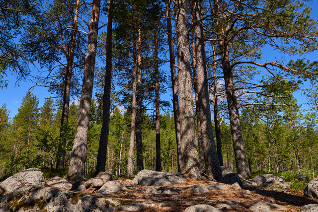 Canon EOS R6 V_14w.jpg