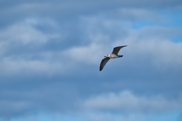 Fujifilm XF 400mm f4.5_22w.jpg