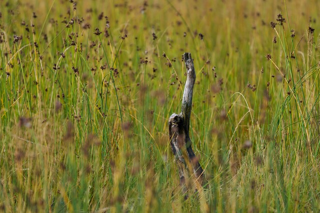 Sony FE 100-400mm f4.5_24w.jpg