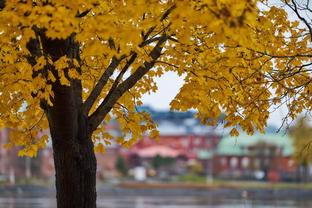 Sigma 135mm f1.4_15w.jpg