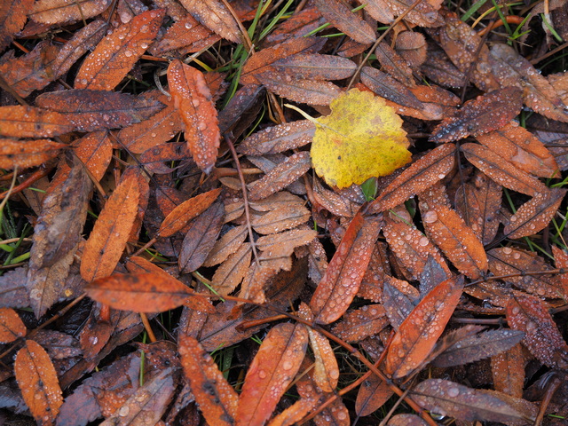 PA180035w.JPG