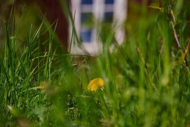 Laowa 90mm f2.8 macro_21w.jpg