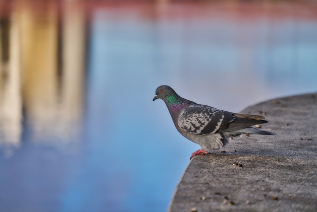 Sigma 20-200mm DG C_31w.jpg