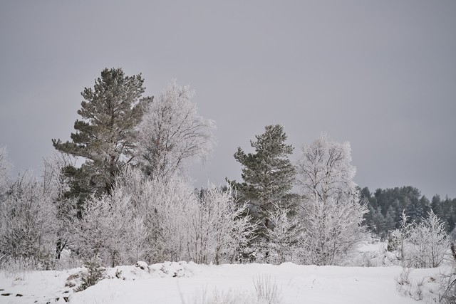 Sigma 200mm f2_25w.jpg