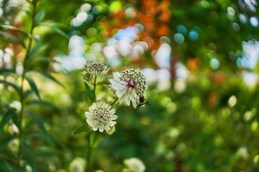 Sony15mmf1.4_blogg1.jpg